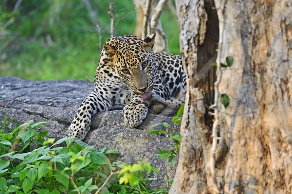 Leopárd — Stock Fotó