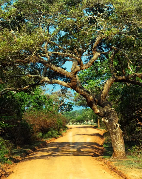 Srí lanka — Stock fotografie