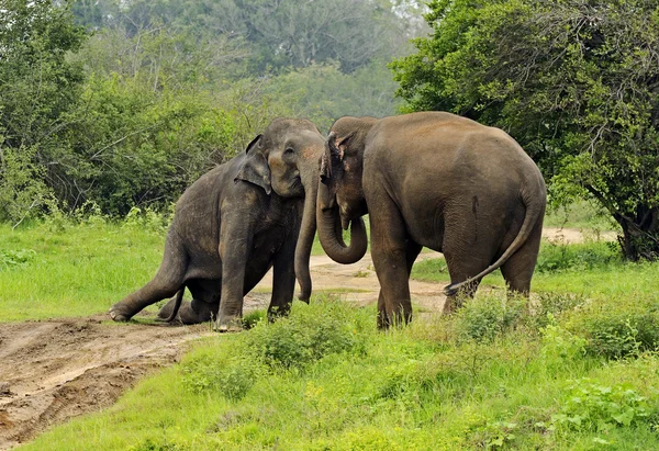 Elephant — Stock Photo, Image