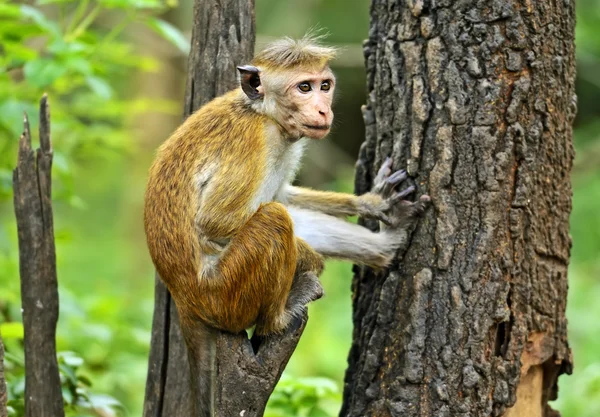 Macaca — Stock Photo, Image