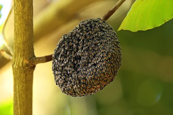 Indian wasp — Stock Photo, Image
