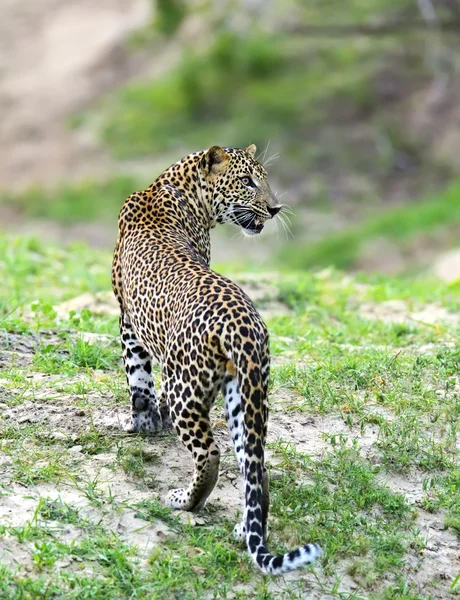 Leopard — Stockfoto