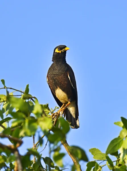 Common myna — Stock Photo, Image