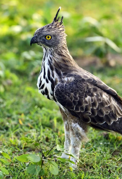 Crested Falcon — Stock Photo, Image