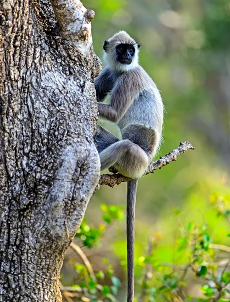 Macaco. — Fotografia de Stock