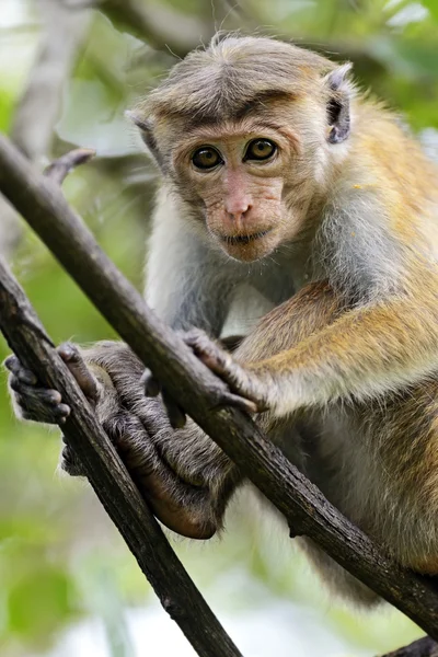 Macaca — Foto de Stock