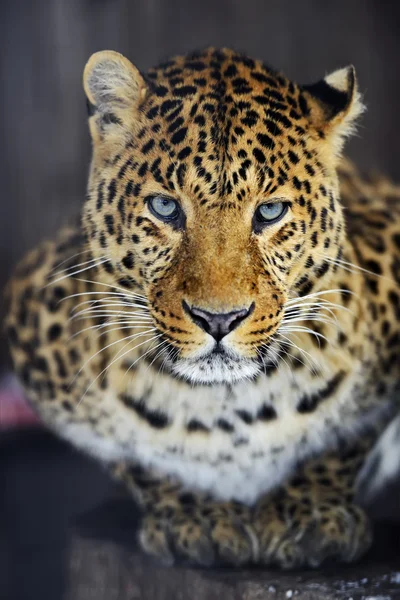 Leopardo — Fotografia de Stock