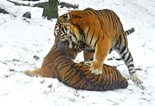 Tiger — Stockfoto