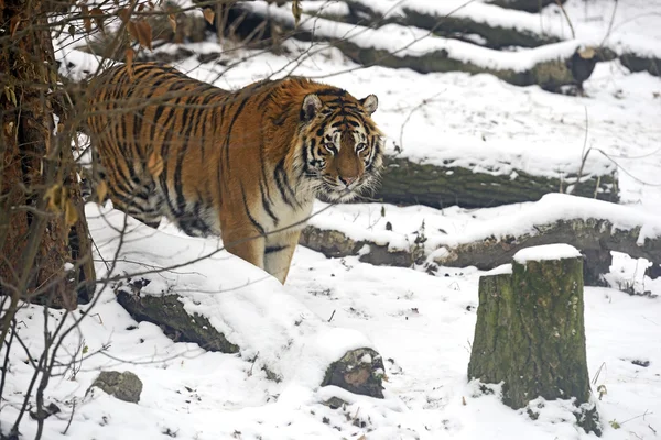 Tigre — Fotografia de Stock