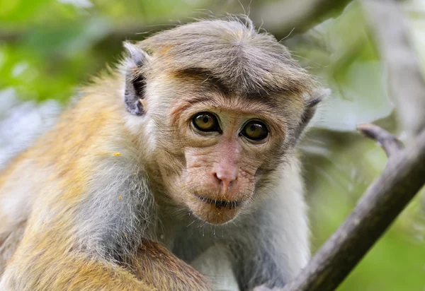 Macaca — Fotografia de Stock