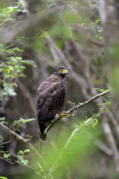 Falcon con cresta —  Fotos de Stock