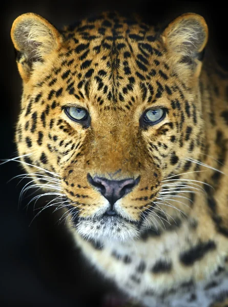 Leopardo — Fotografia de Stock