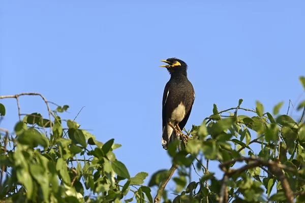 Gemeenschappelijke myna — Stockfoto