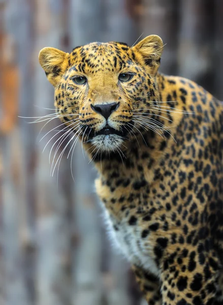 Leopard — Stockfoto