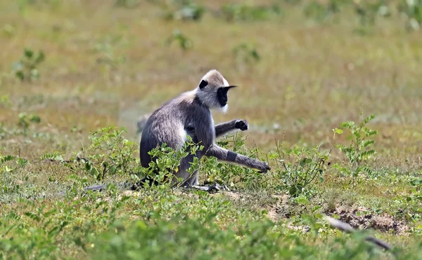 Apa — Stockfoto