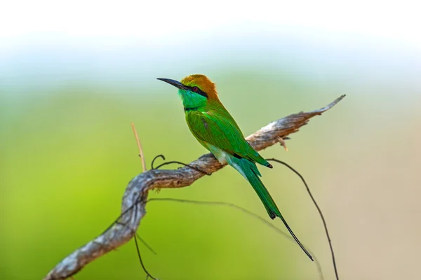 Bee-eater in the wild on the island of Sri Lanka — Stock Photo, Image