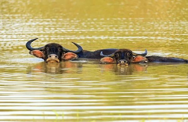 Búfalo — Foto de Stock