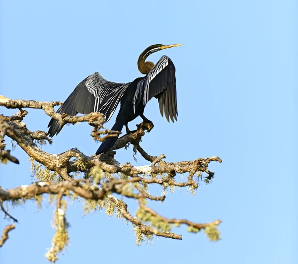 Heidelibel — Stockfoto