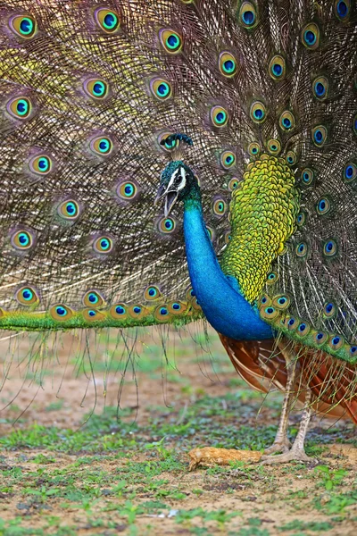 Pfau — Stockfoto