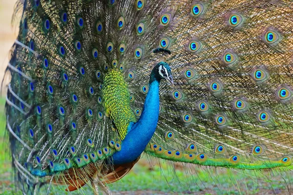 Pavão — Fotografia de Stock