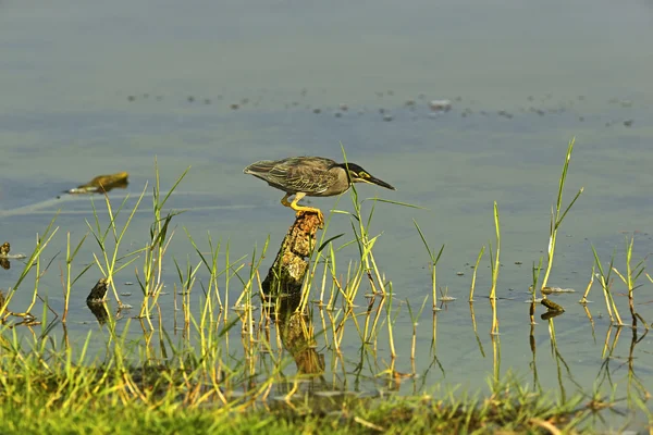 Bittern — Stock Photo, Image