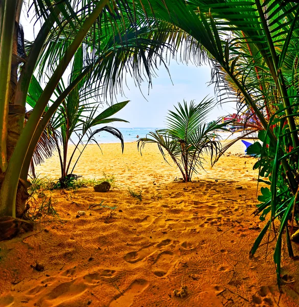 Negombo — kuvapankkivalokuva