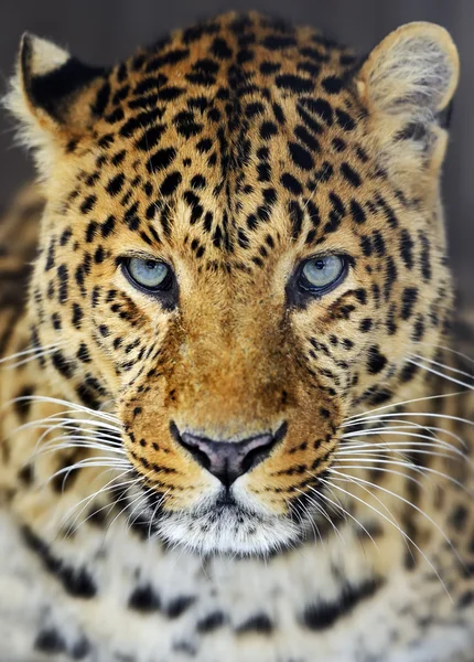 Leopardo — Fotografia de Stock