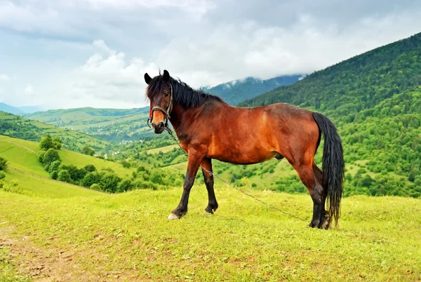 Horse on a background of mountain — Stock Photo, Image