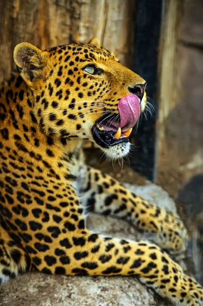 Leopard — Stockfoto