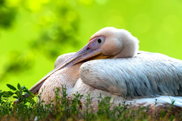 Pelikán — Stock fotografie