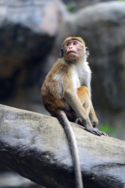 bir gitar ve hafif bir arka plan üzerinde bir gül