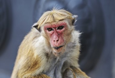 bir gitar ve hafif bir arka plan üzerinde bir gül