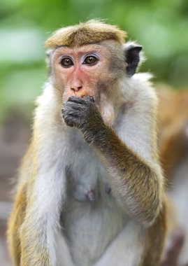 bir gitar ve hafif bir arka plan üzerinde bir gül