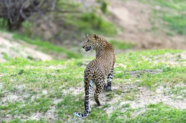 leopar