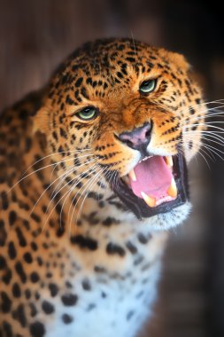 leopar