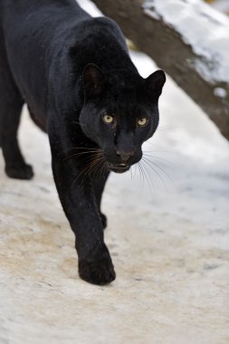 leopar