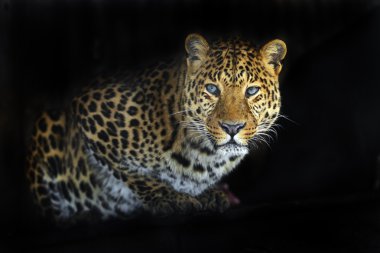 leopar