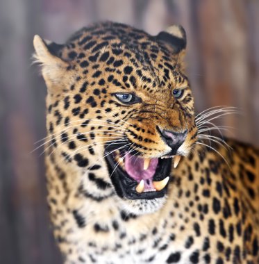 leopar