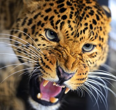 leopar