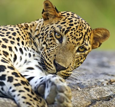 leopar