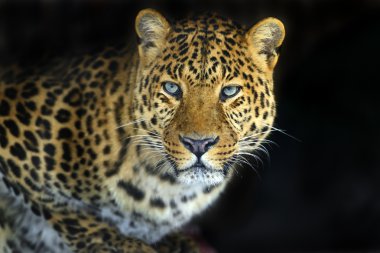 leopar