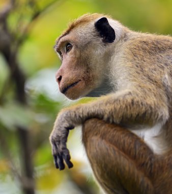bir gitar ve hafif bir arka plan üzerinde bir gül