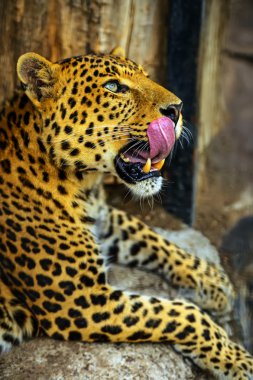 leopar