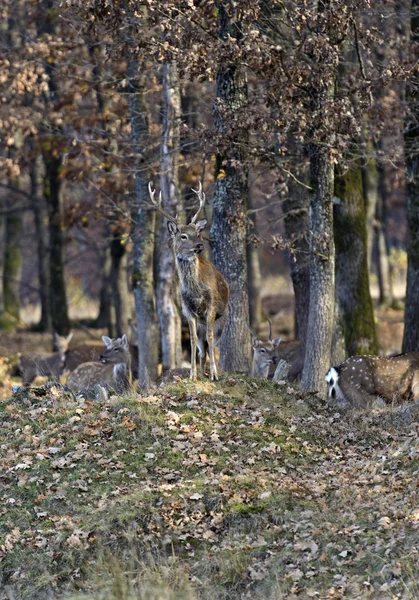 Пятнистый олень — стоковое фото
