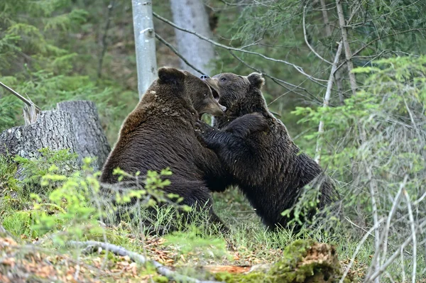 Braunbär — Stockfoto