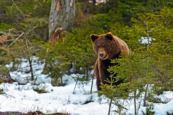 Oso pardo en el bosque en invierno —  Fotos de Stock