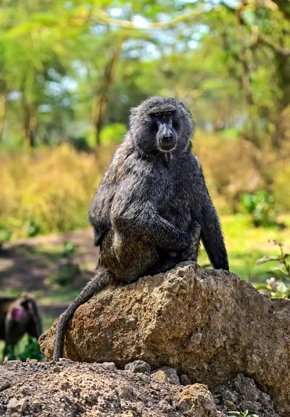 Baboon — Stock Photo, Image