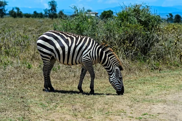 Zebrato — Foto Stock