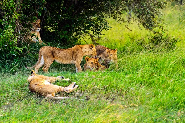 Lion — Stock Photo, Image