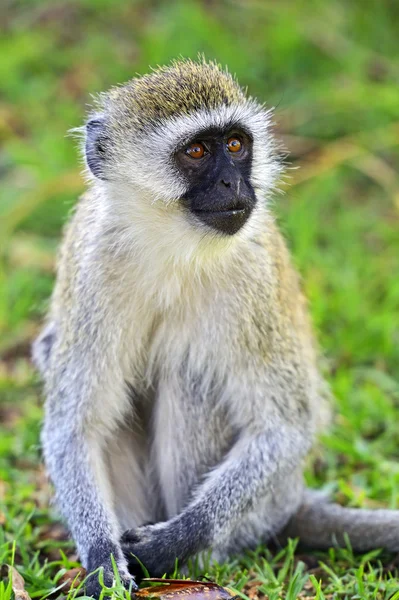 Grüner Affe — Stockfoto